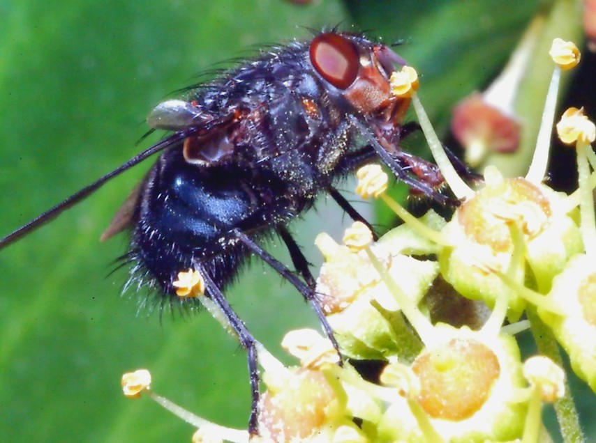 Sempre sull''Hedera e 